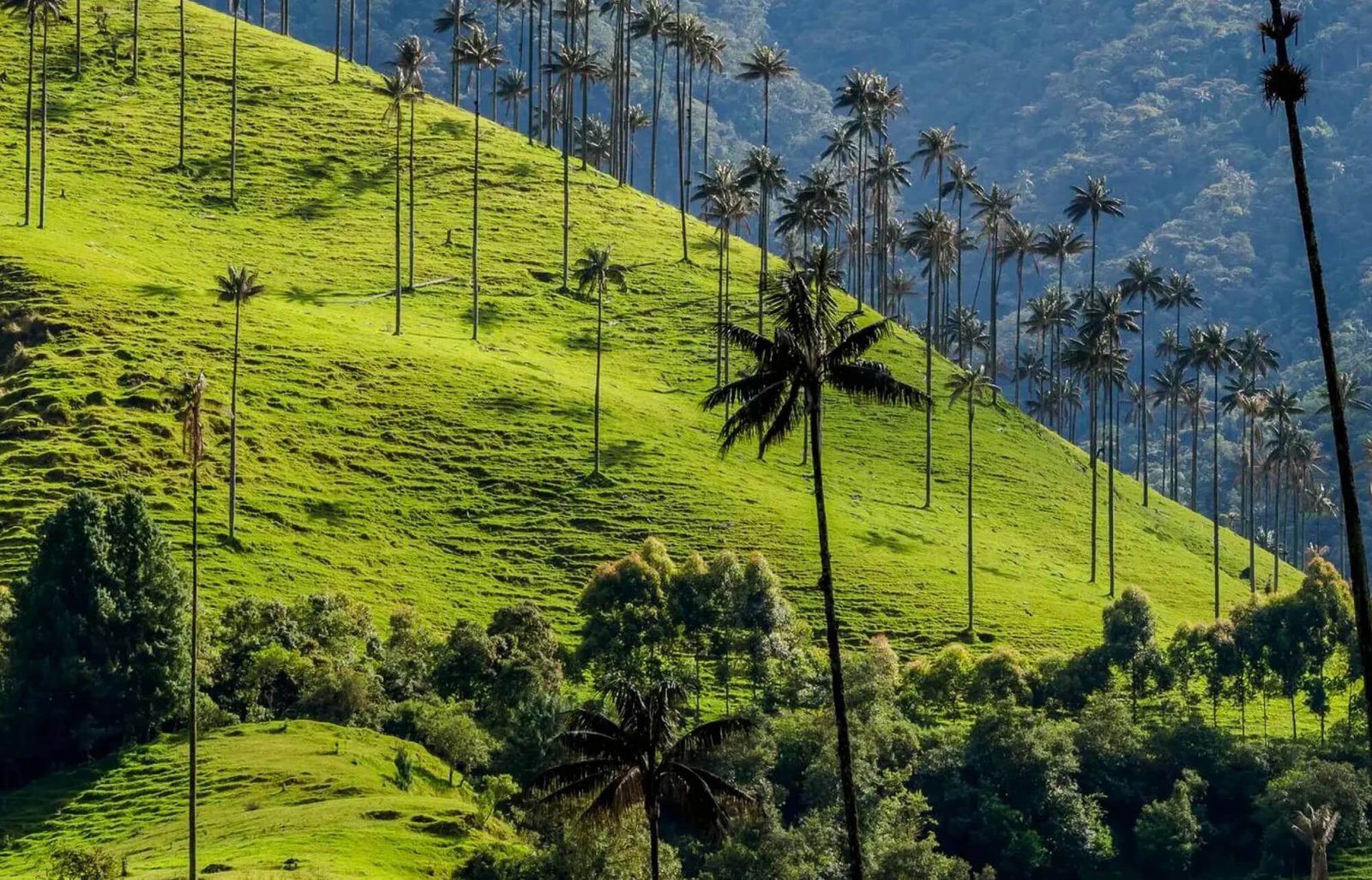 cocora